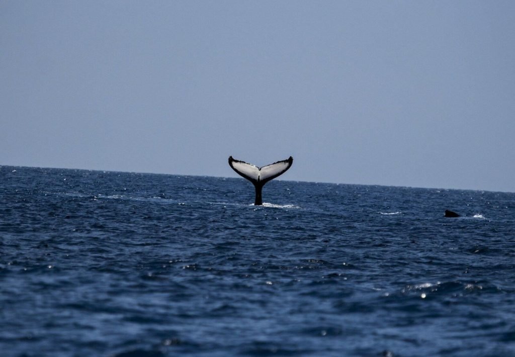 ballenas en la cova tallada